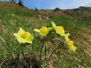 13 Pulsatilla alpina sulphurea (Anemone sulfureo) 
